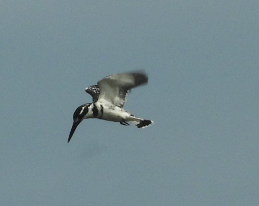 Pied Kingfisher - ML615551804