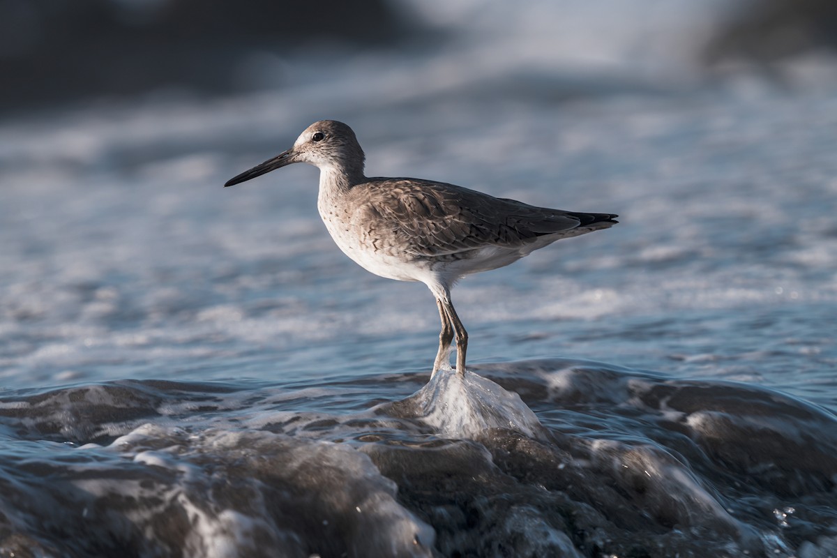 Willet - Rodrigo Echeverria