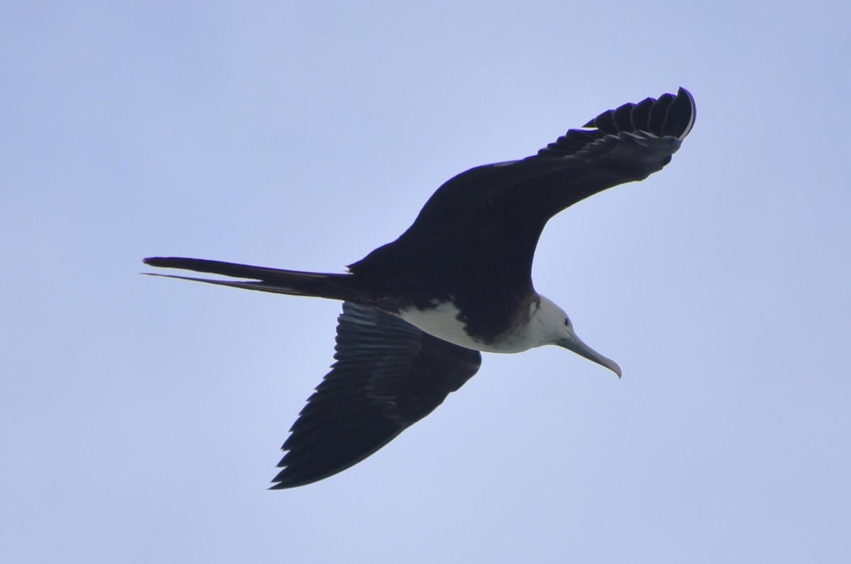 Magnificent Frigatebird - Curt Johnson