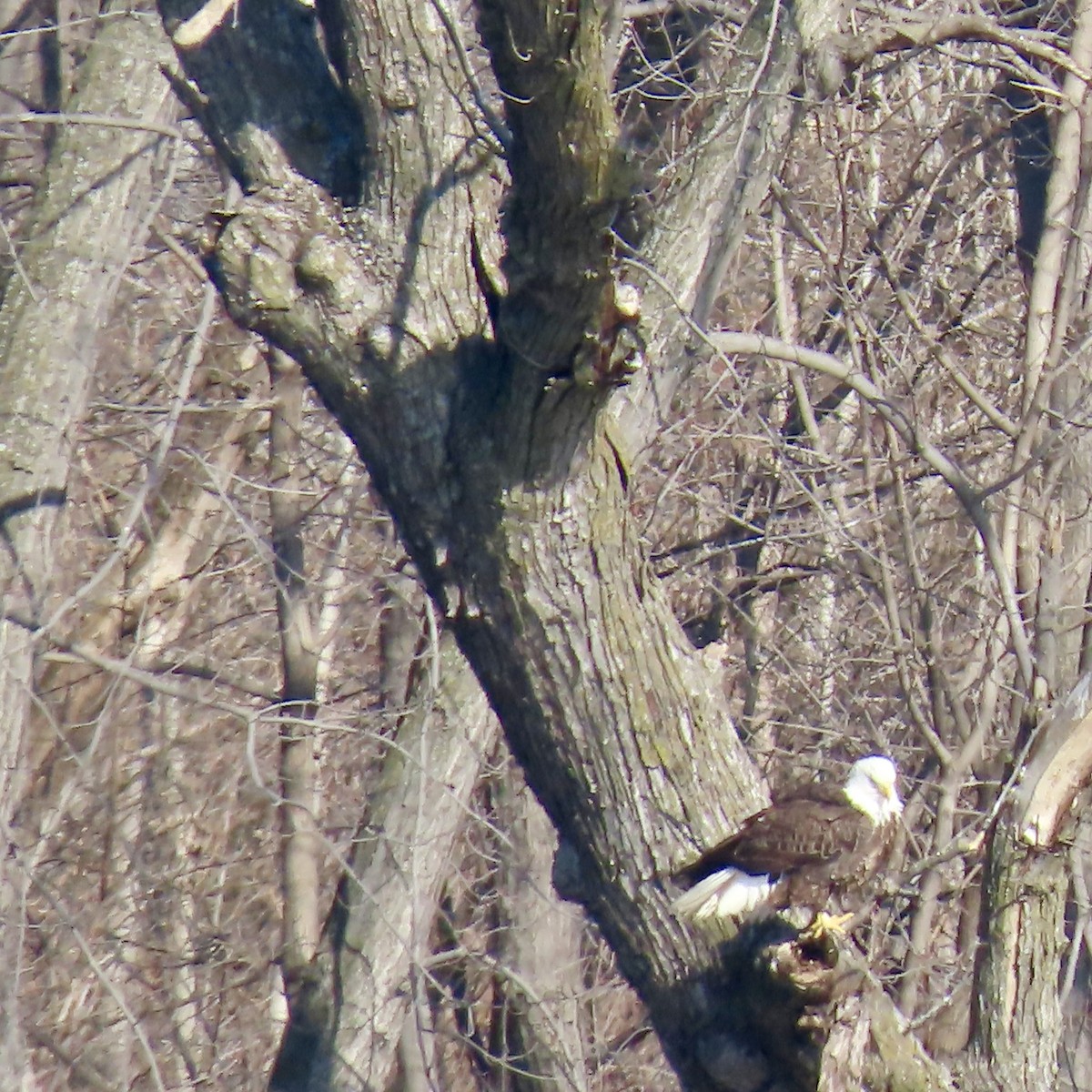 Bald Eagle - ML615551853