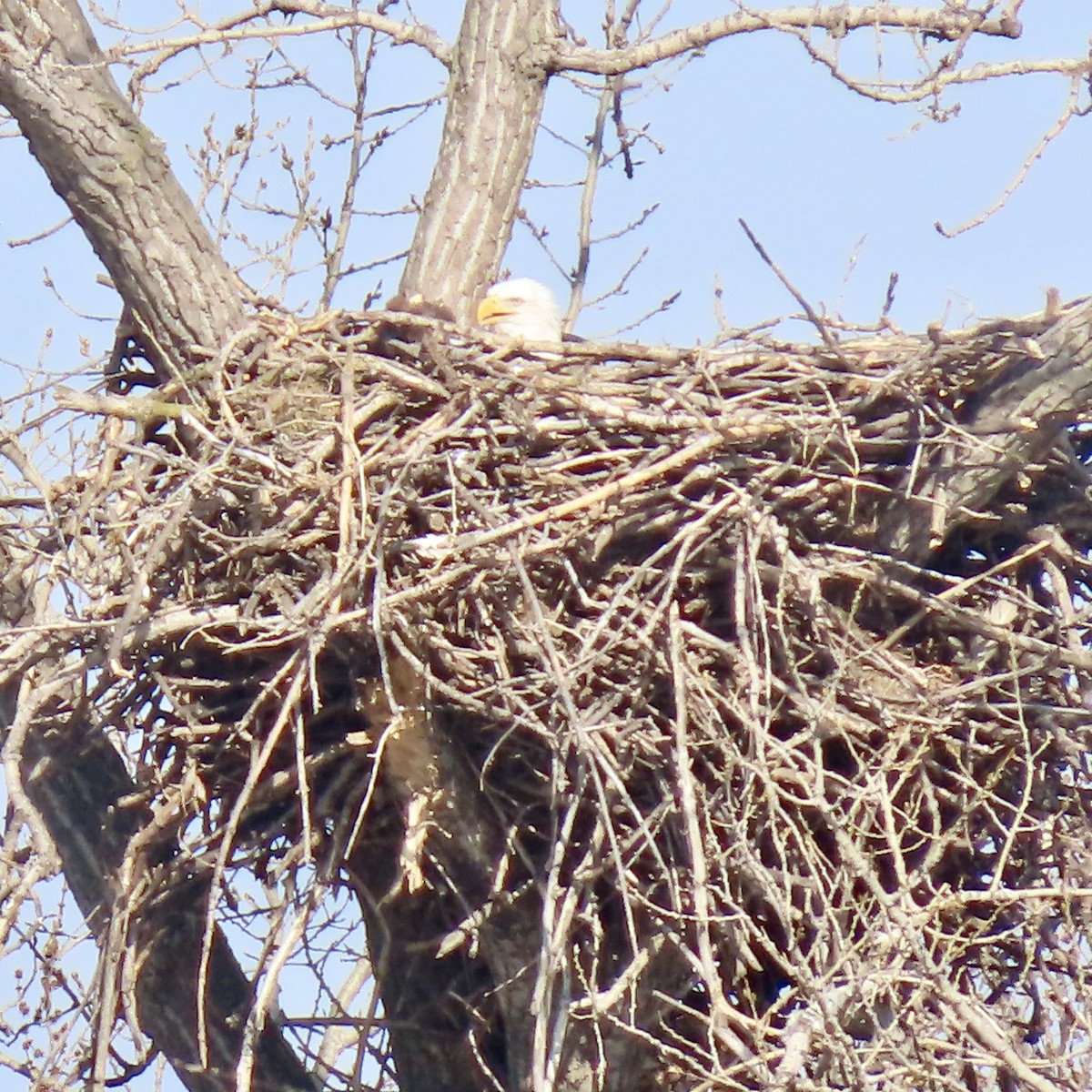 Bald Eagle - ML615551854