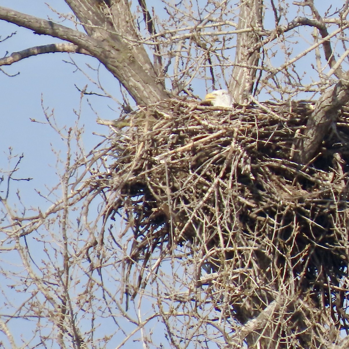 Bald Eagle - ML615551855