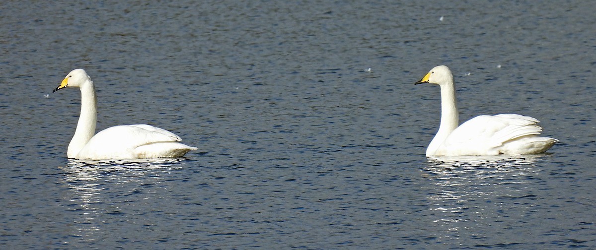 Whooper Swan - ML615551883