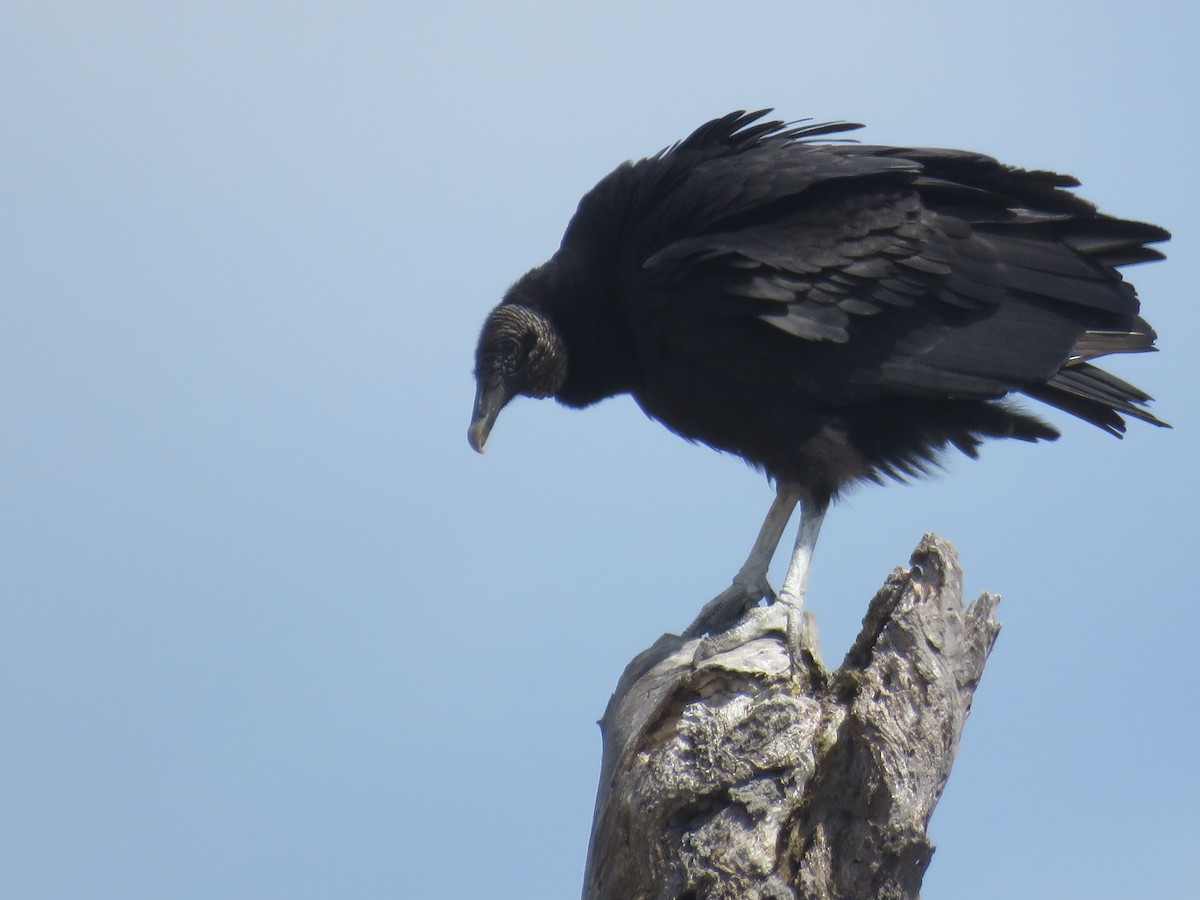 Black Vulture - ML615551891