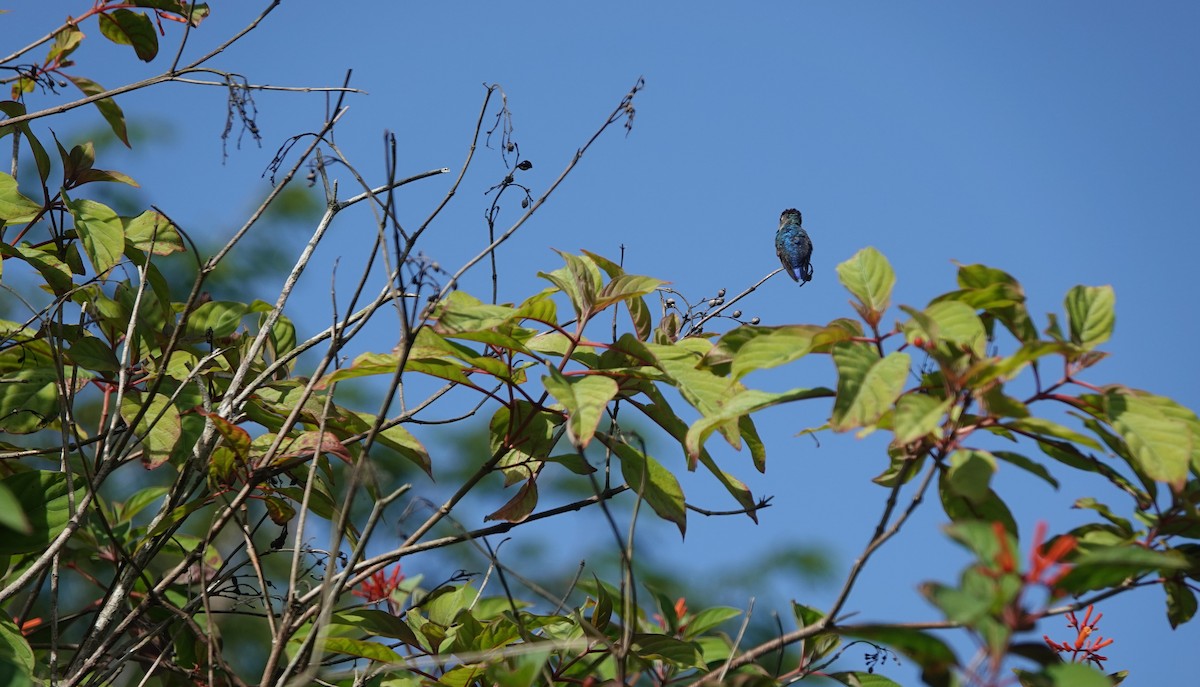 Bee Hummingbird - ML615551899