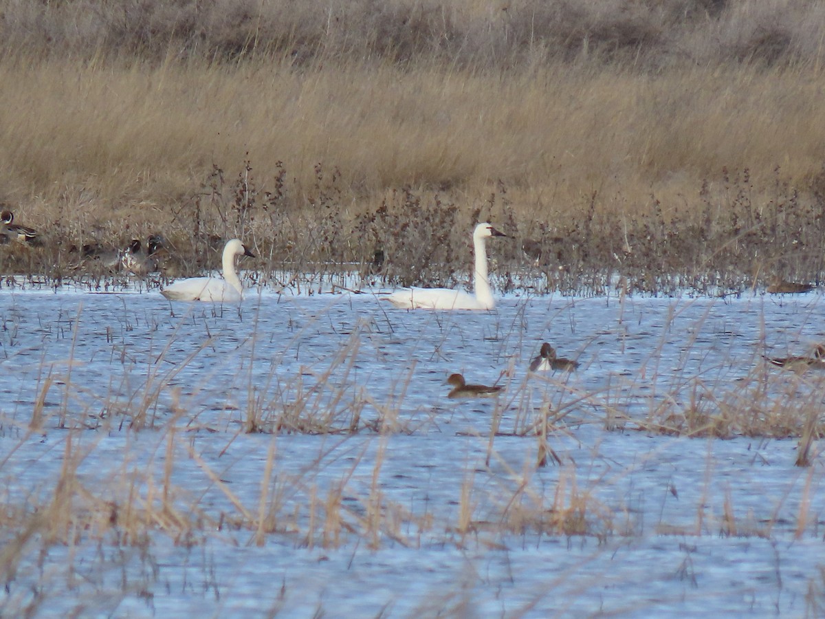 Tundra Swan - Sarah Shippen