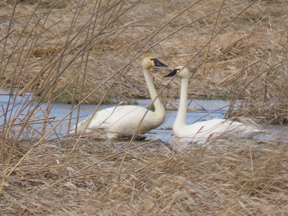 Tundra Swan - ML615551956