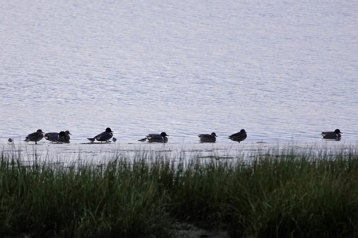 Green-winged Teal (American) - ML615551977