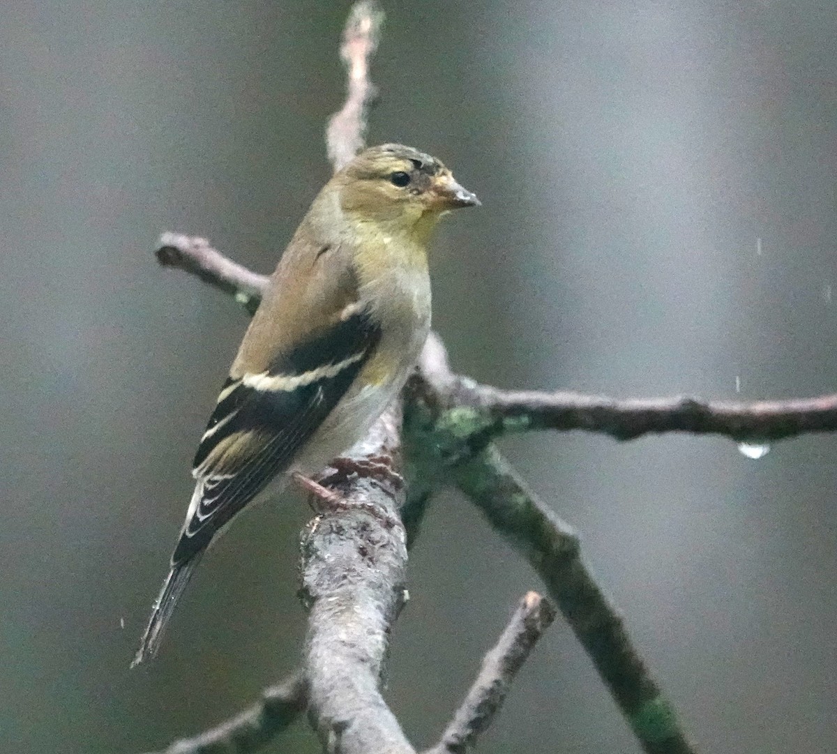 American Goldfinch - Steve Mayo