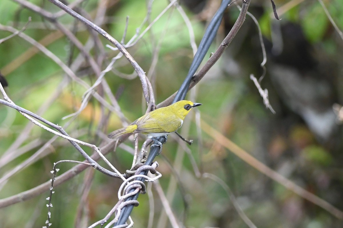 Black-ringed White-eye - ML615552000