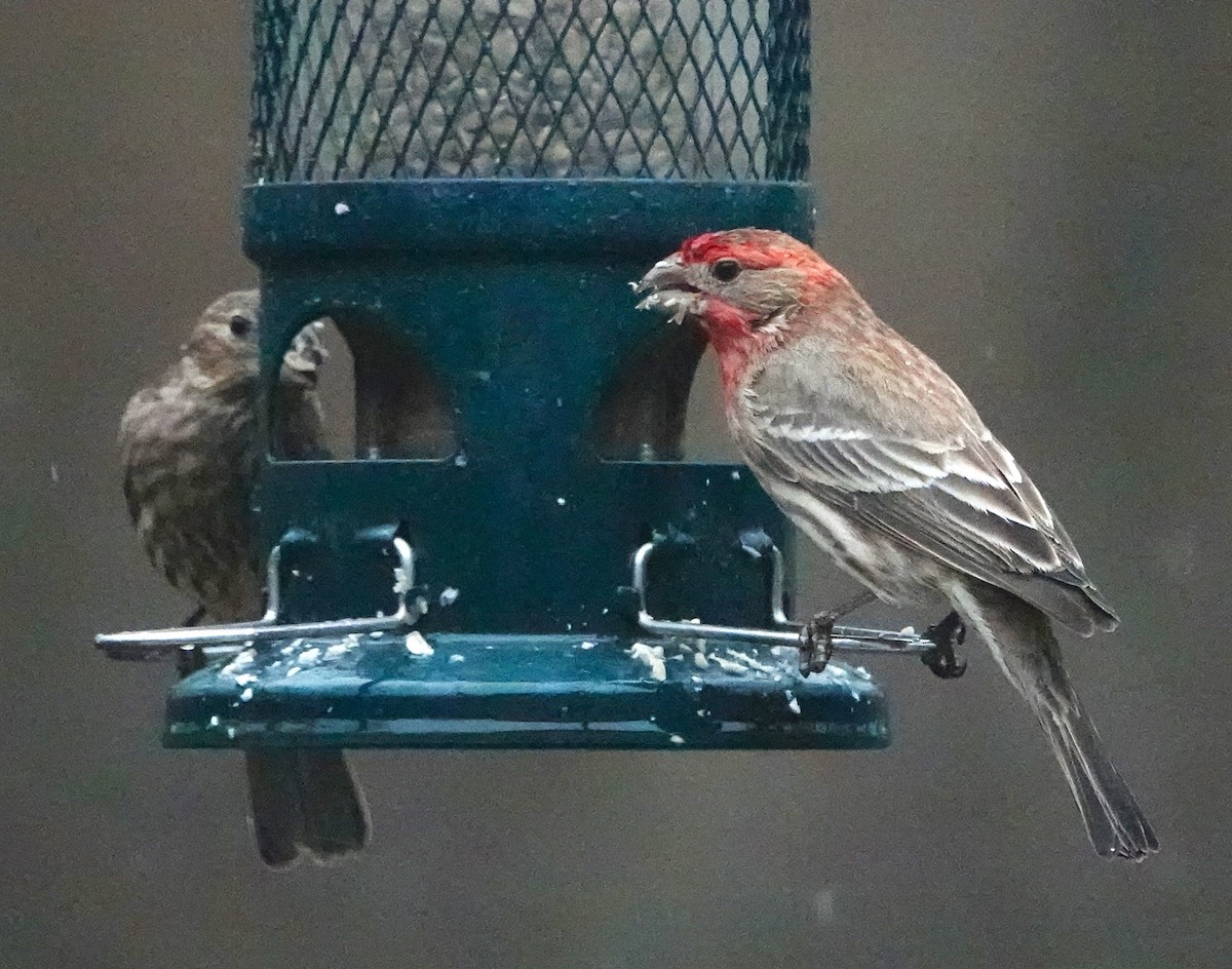 House Finch - ML615552008