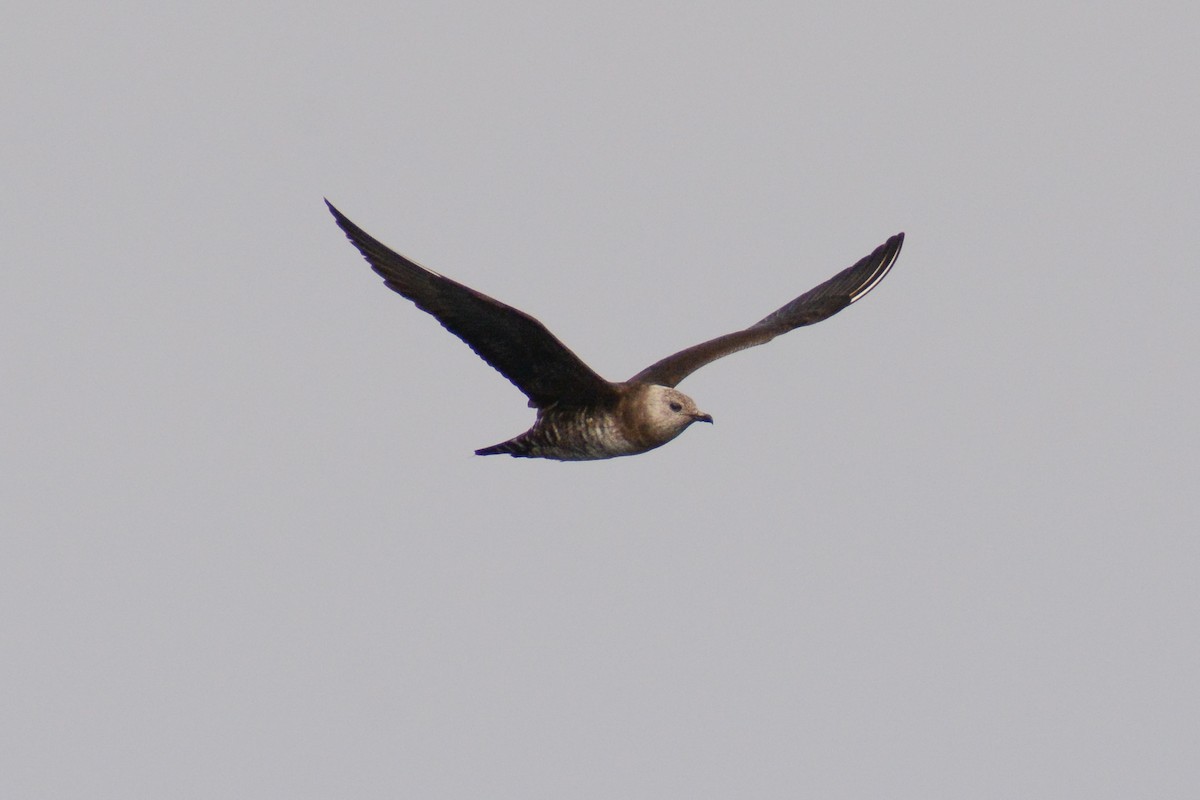Long-tailed Jaeger - ML615552039