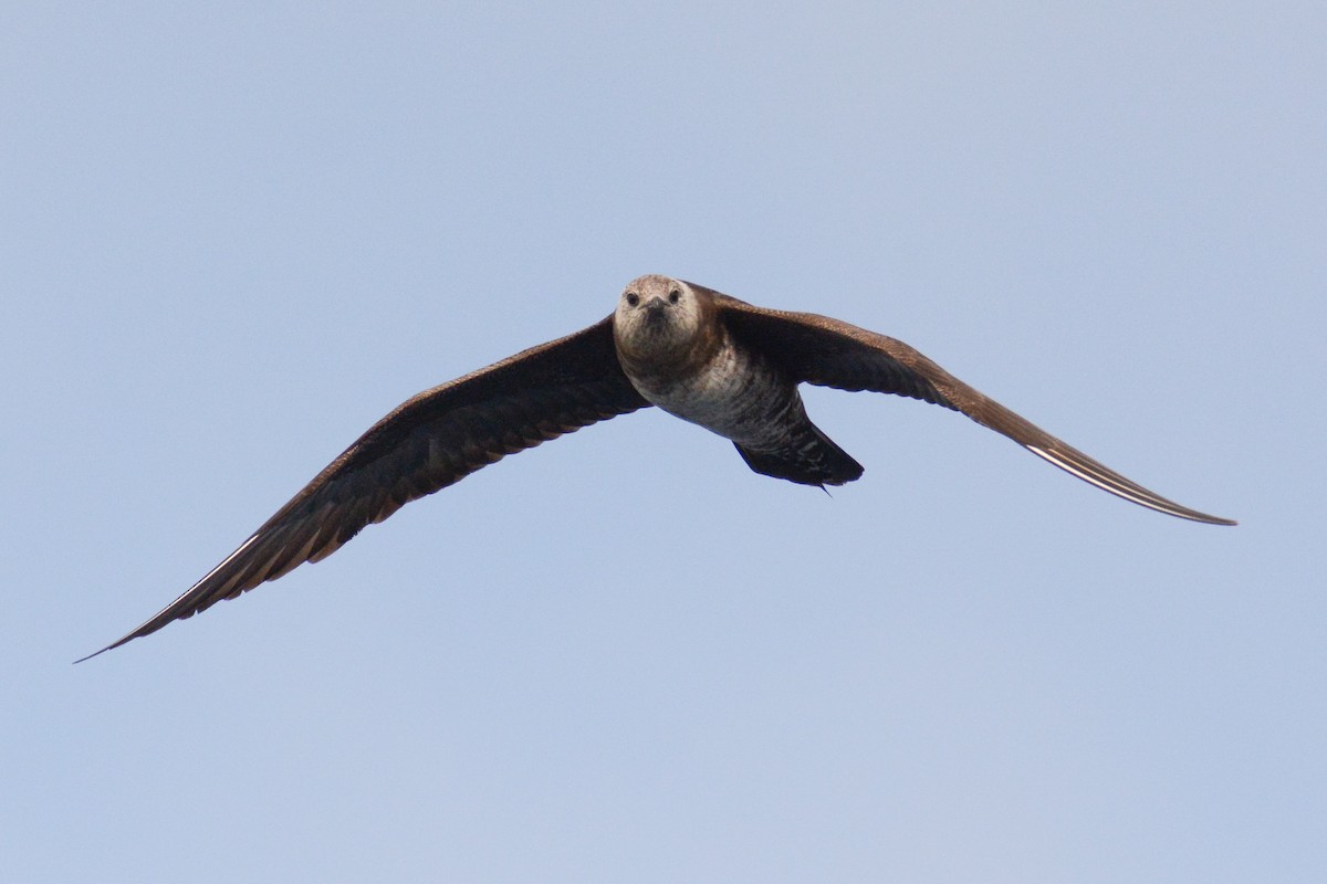 Long-tailed Jaeger - ML615552041