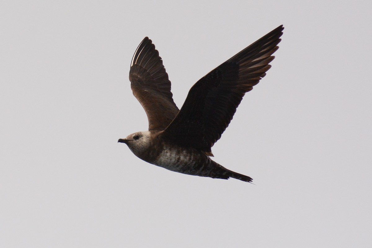 Long-tailed Jaeger - ML615552042