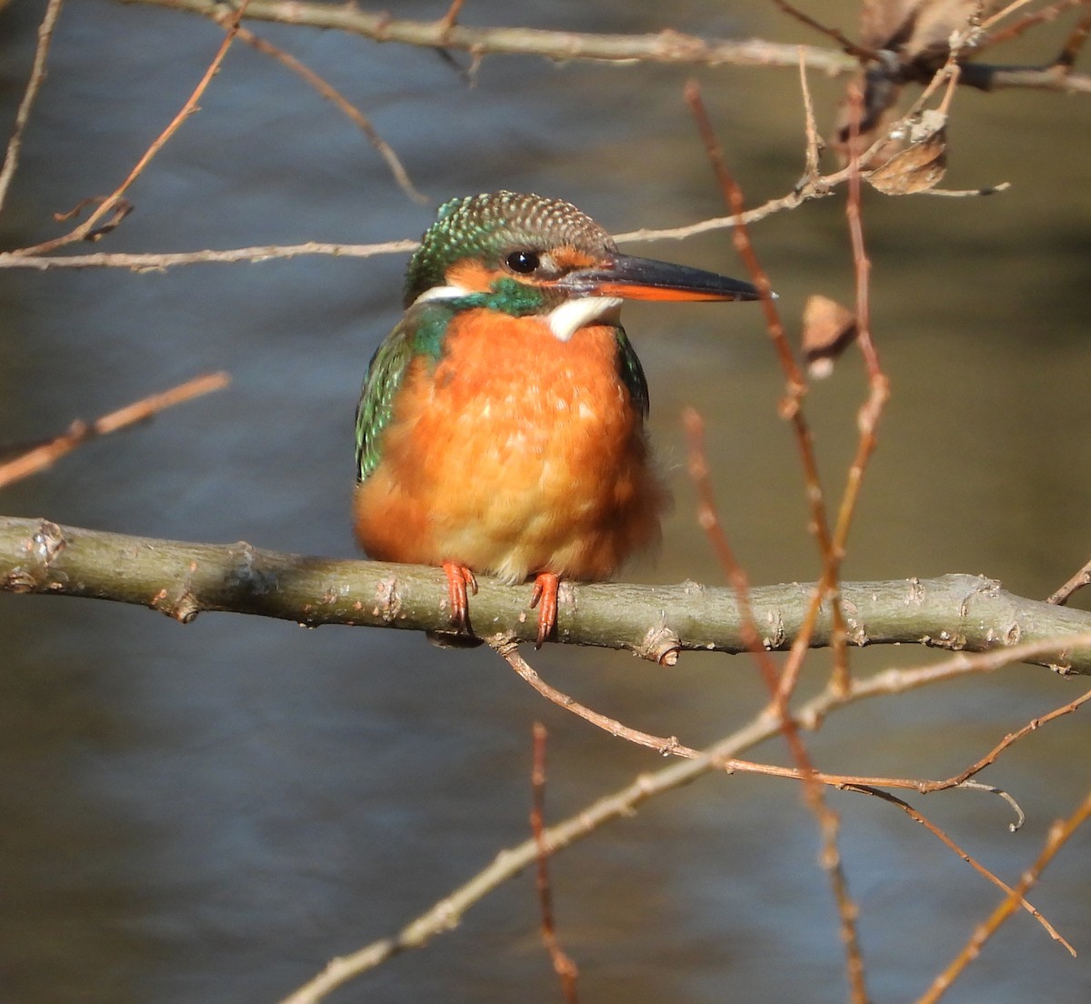 Common Kingfisher - ML615552049