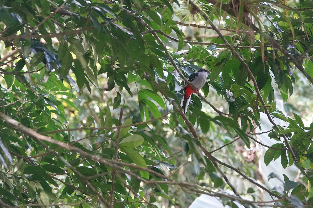 trogon kubánský - ML615552050