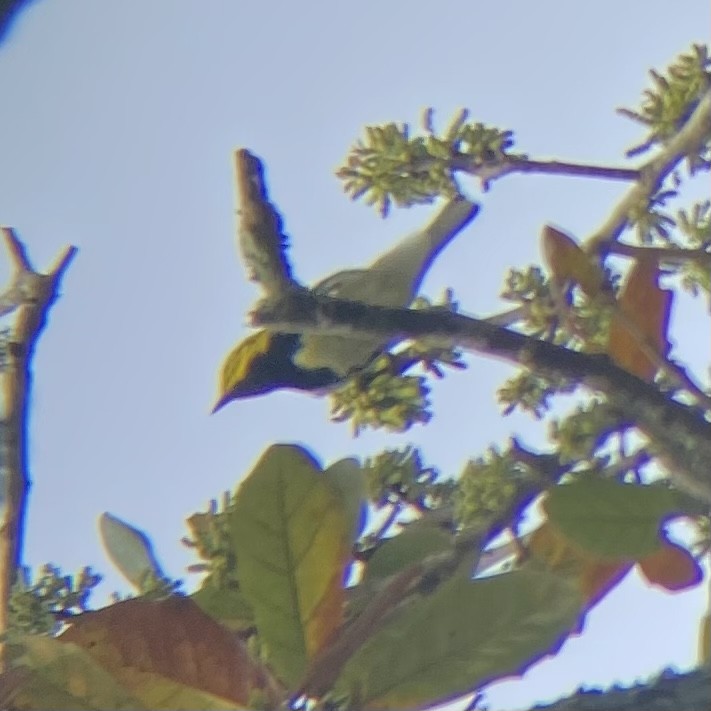 Black-throated Green Warbler - ML615552073
