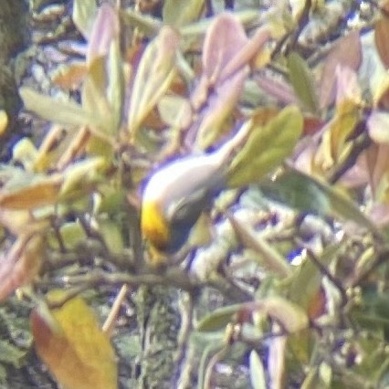 Northern Parula - ML615552083