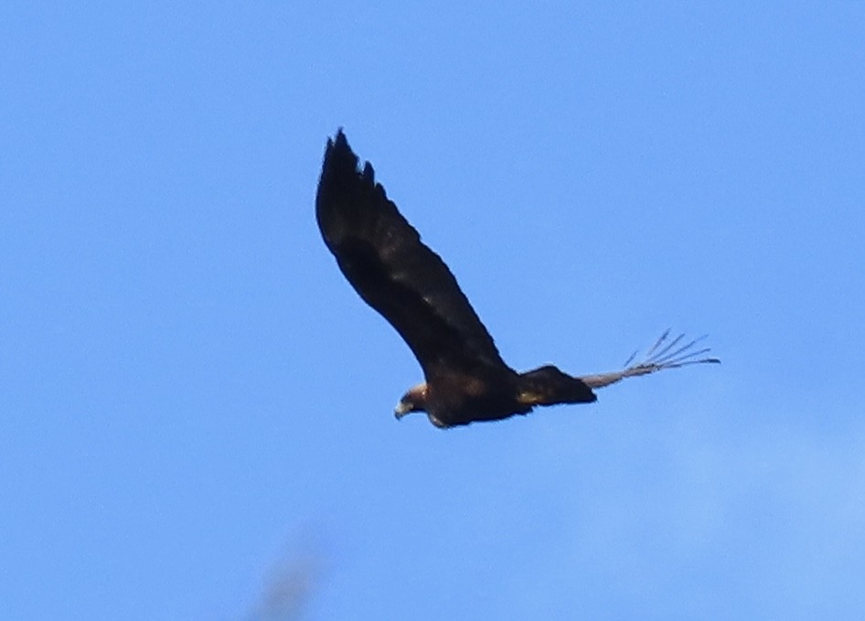 Golden Eagle - ML615552180