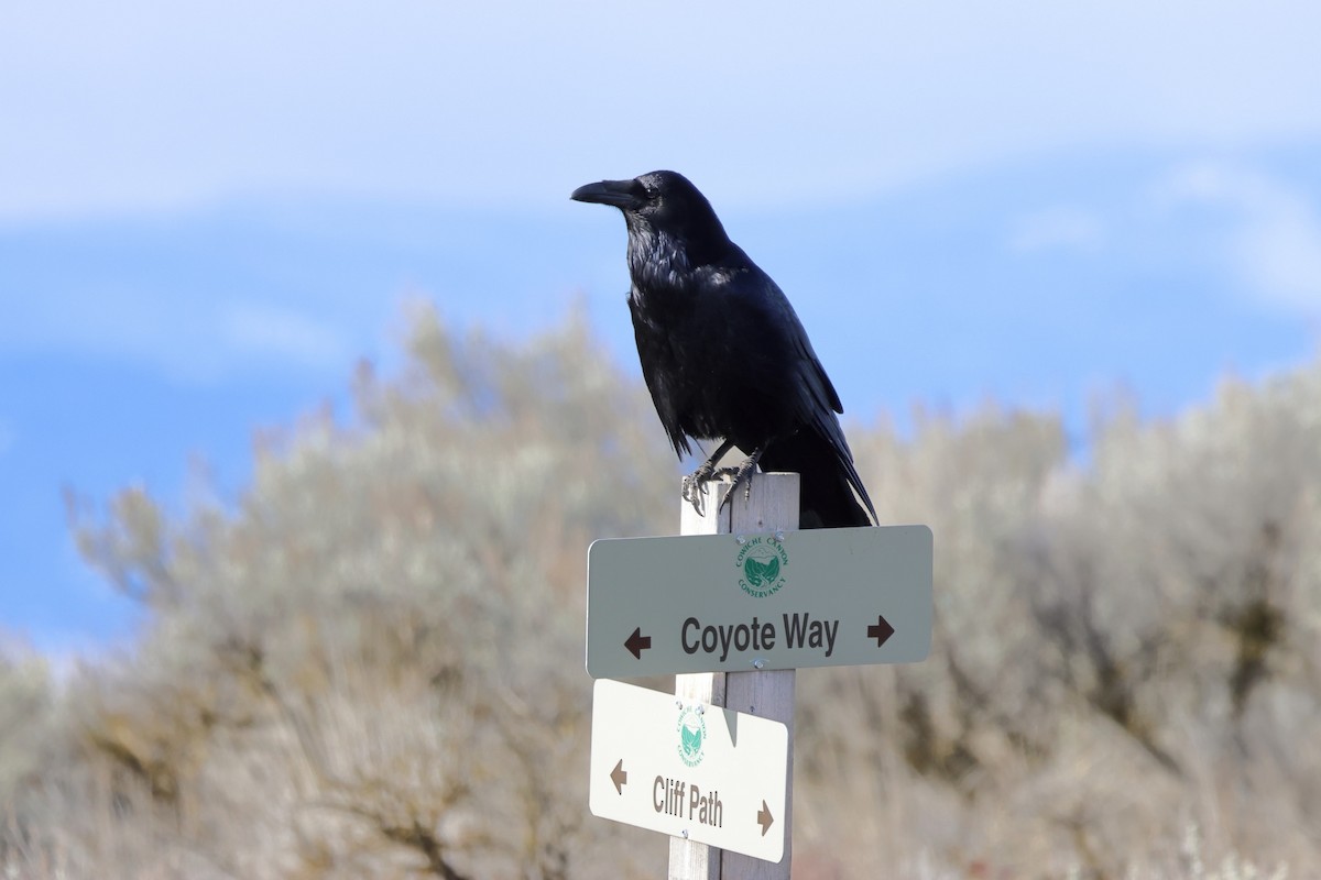 Common Raven - ML615552210