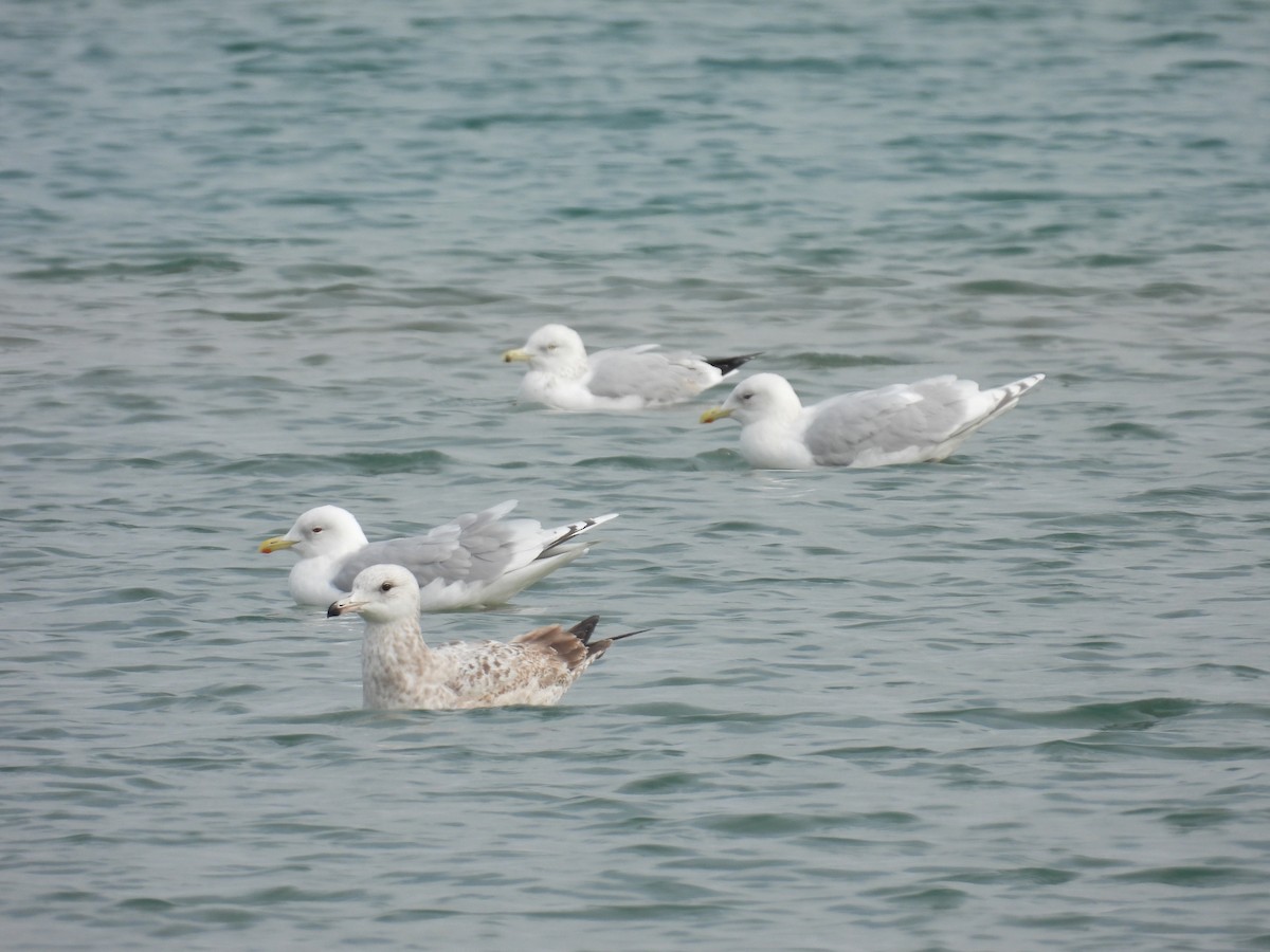 Iceland Gull - Brian Beauchene