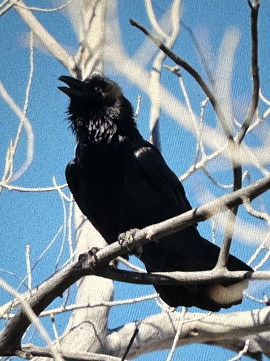 Common Raven - Gak Stonn