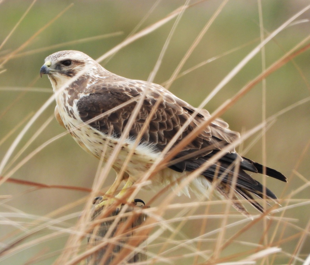 Swainson's Hawk - Lynn Scarlett