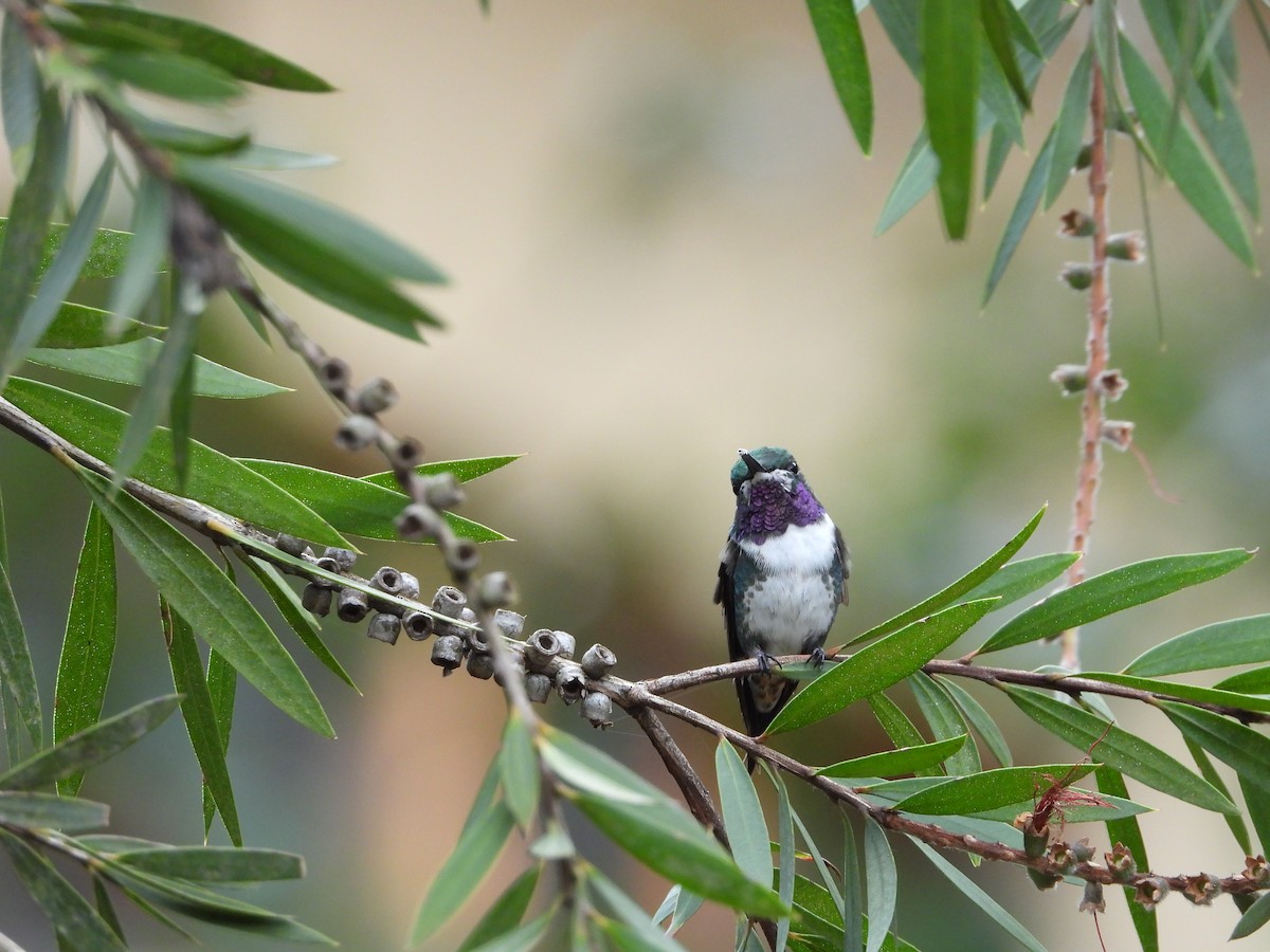 White-bellied Woodstar - Edgar Carlos  Chuquilin Silva