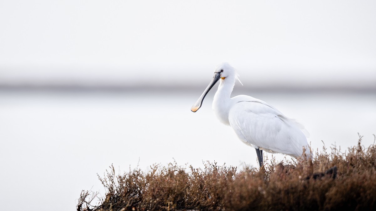 Eurasian Spoonbill - Frédérick Lelièvre