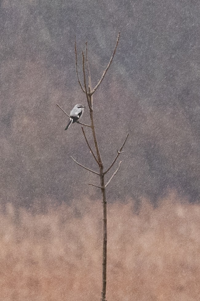 Alcaudón Boreal - ML615552323