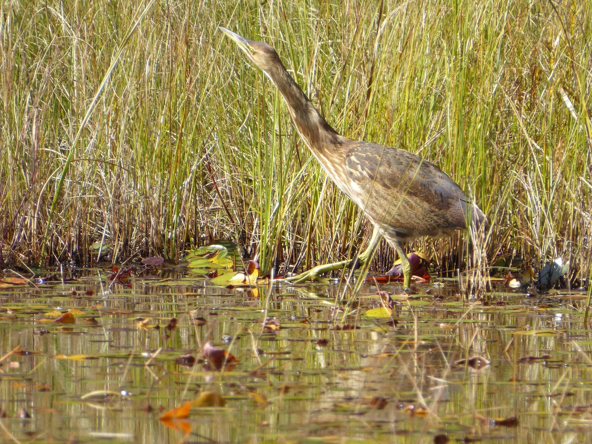 American Bittern - ML615552330