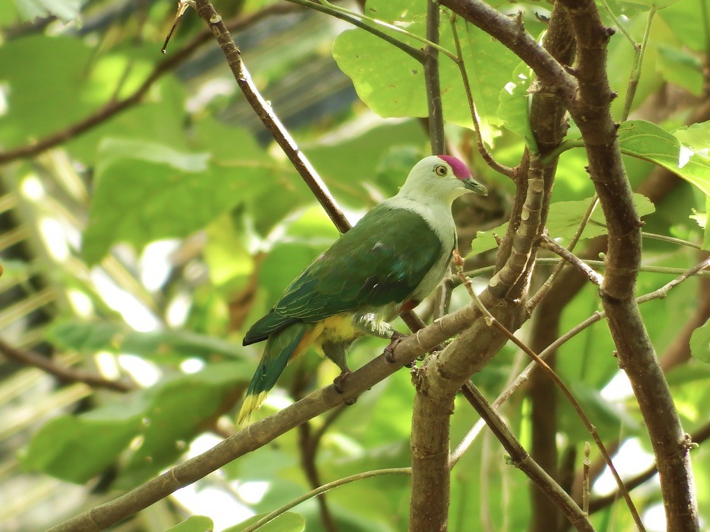 Crimson-crowned Fruit-Dove - ML615552337