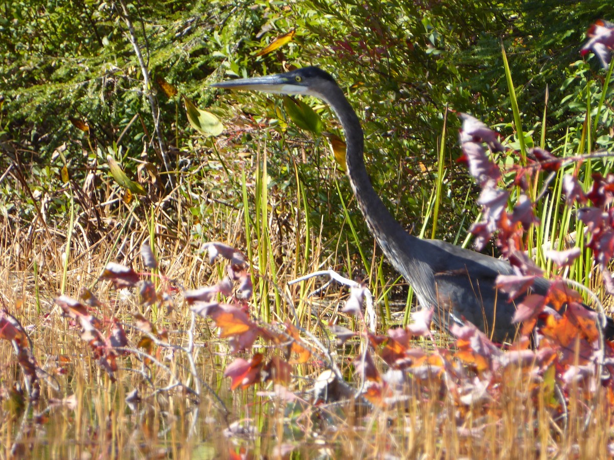 Great Blue Heron - ML615552339