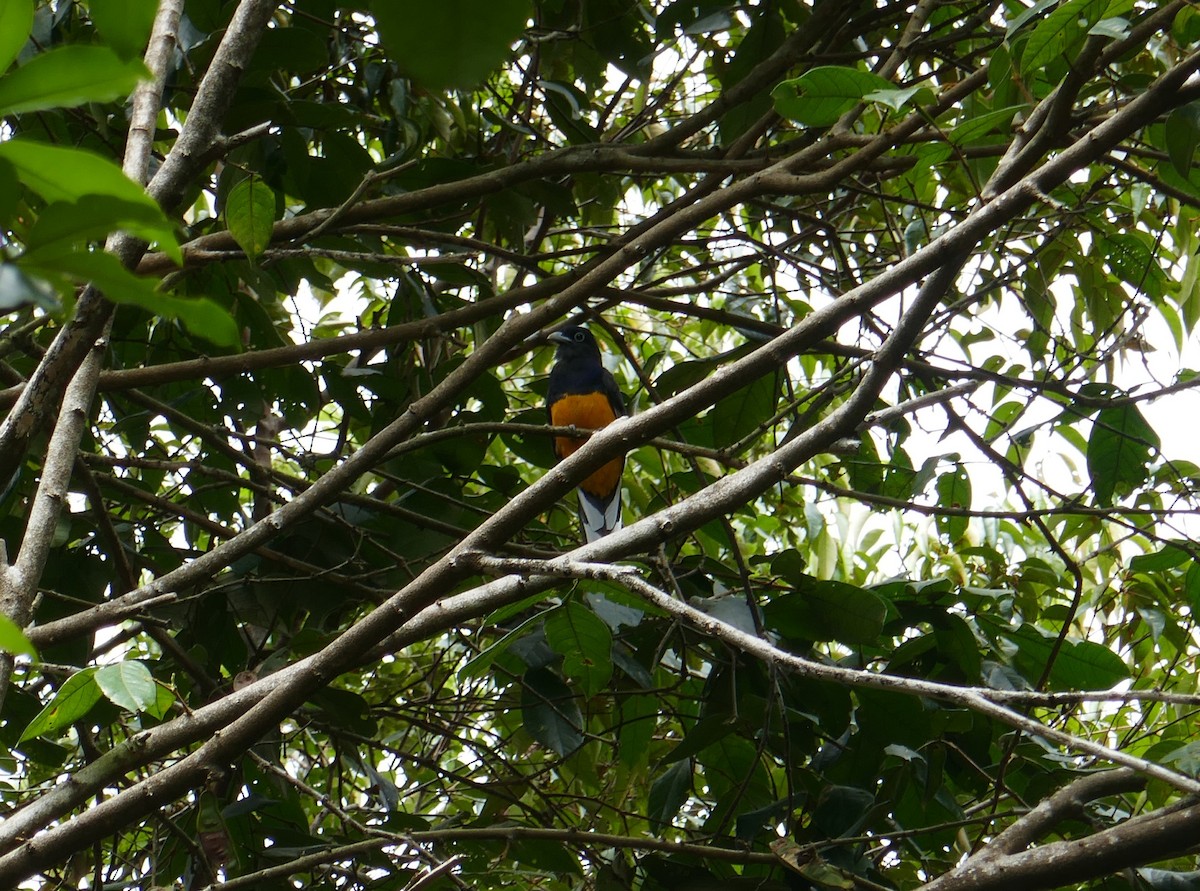 Trogon à queue blanche - ML615552340