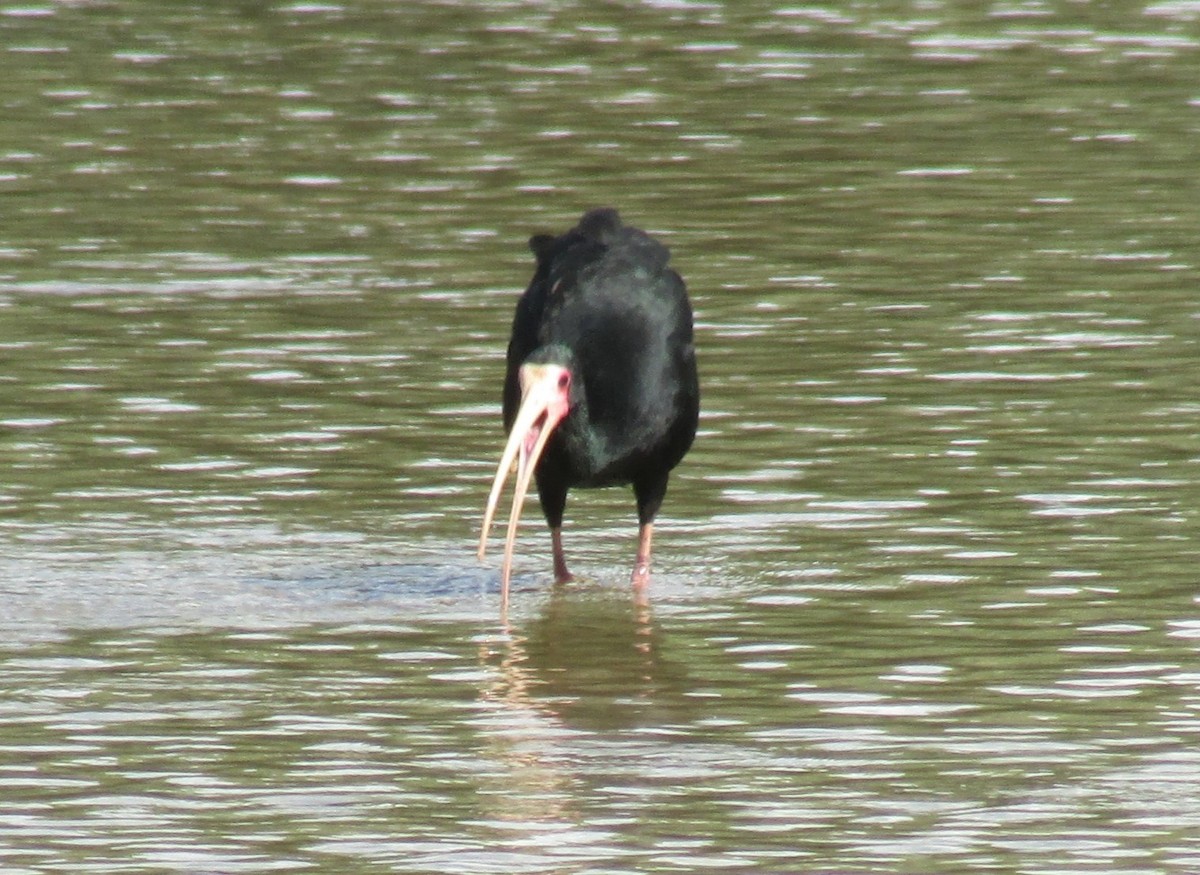 Bare-faced Ibis - ML615552379