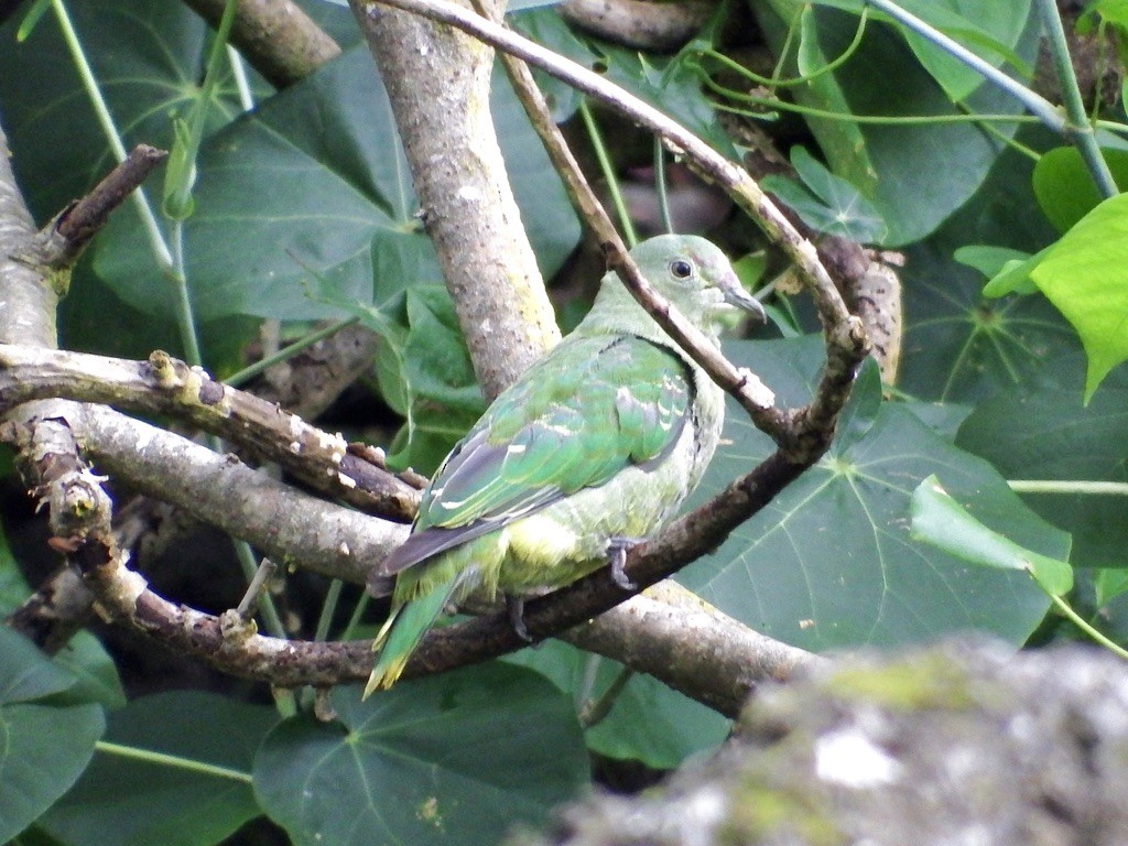 Crimson-crowned Fruit-Dove - ML615552398