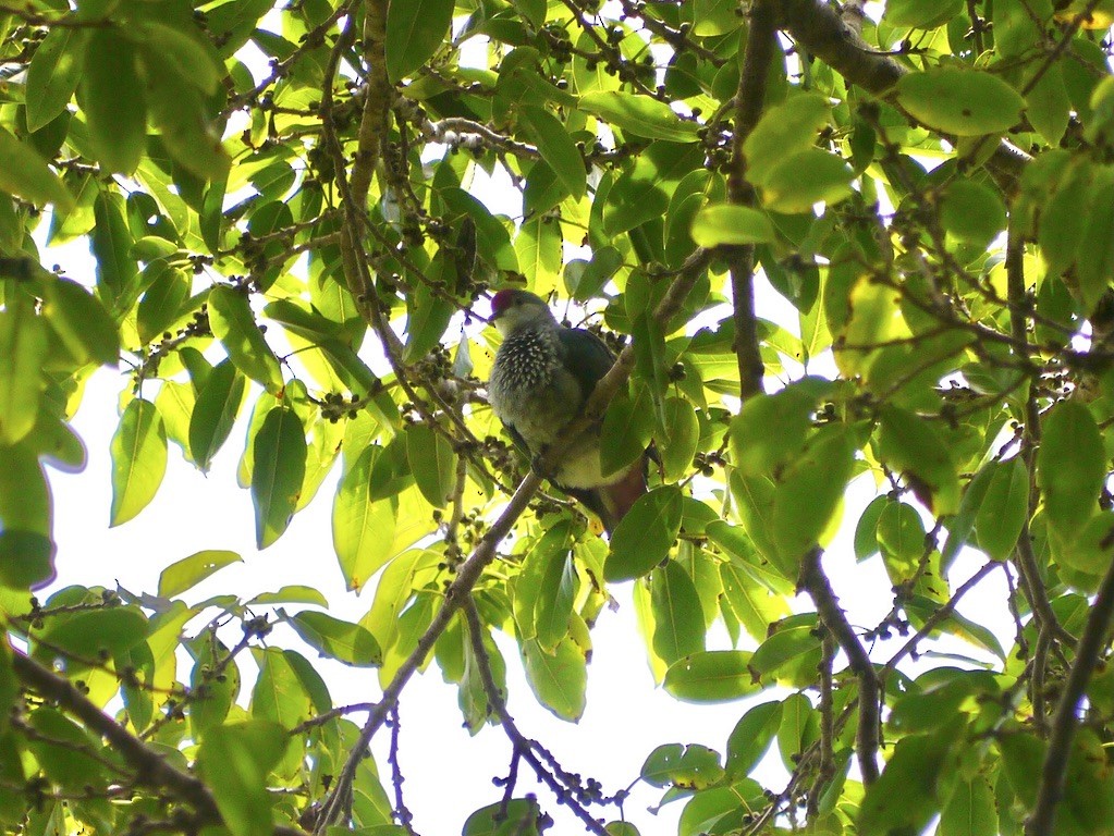 Crimson-crowned Fruit-Dove - ML615552456