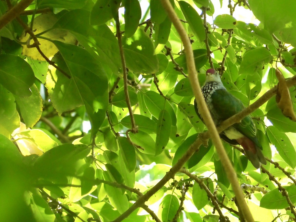 Crimson-crowned Fruit-Dove - Bobby Wilcox