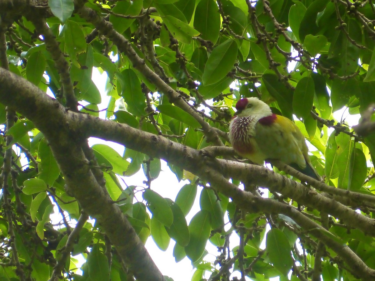 Many-colored Fruit-Dove - Bobby Wilcox