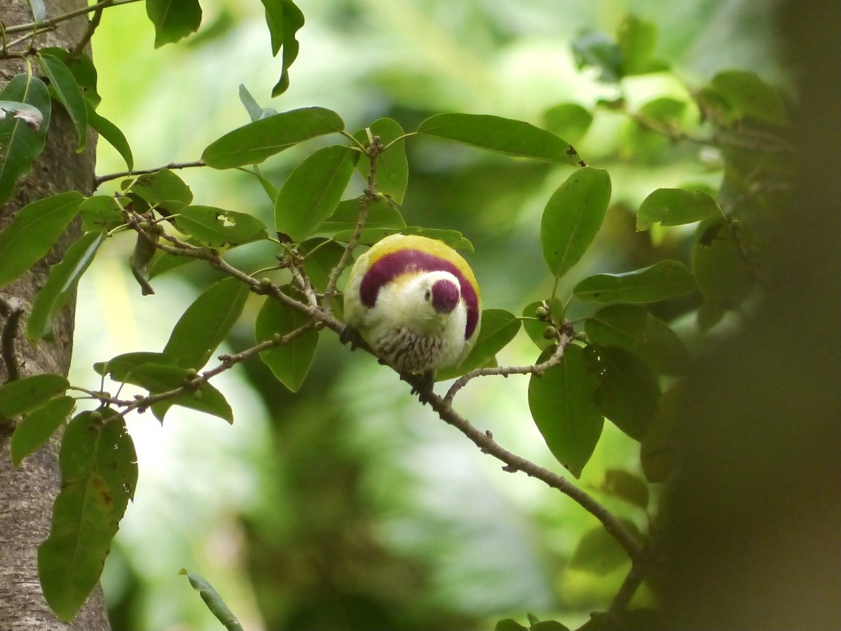 Many-colored Fruit-Dove - Bobby Wilcox