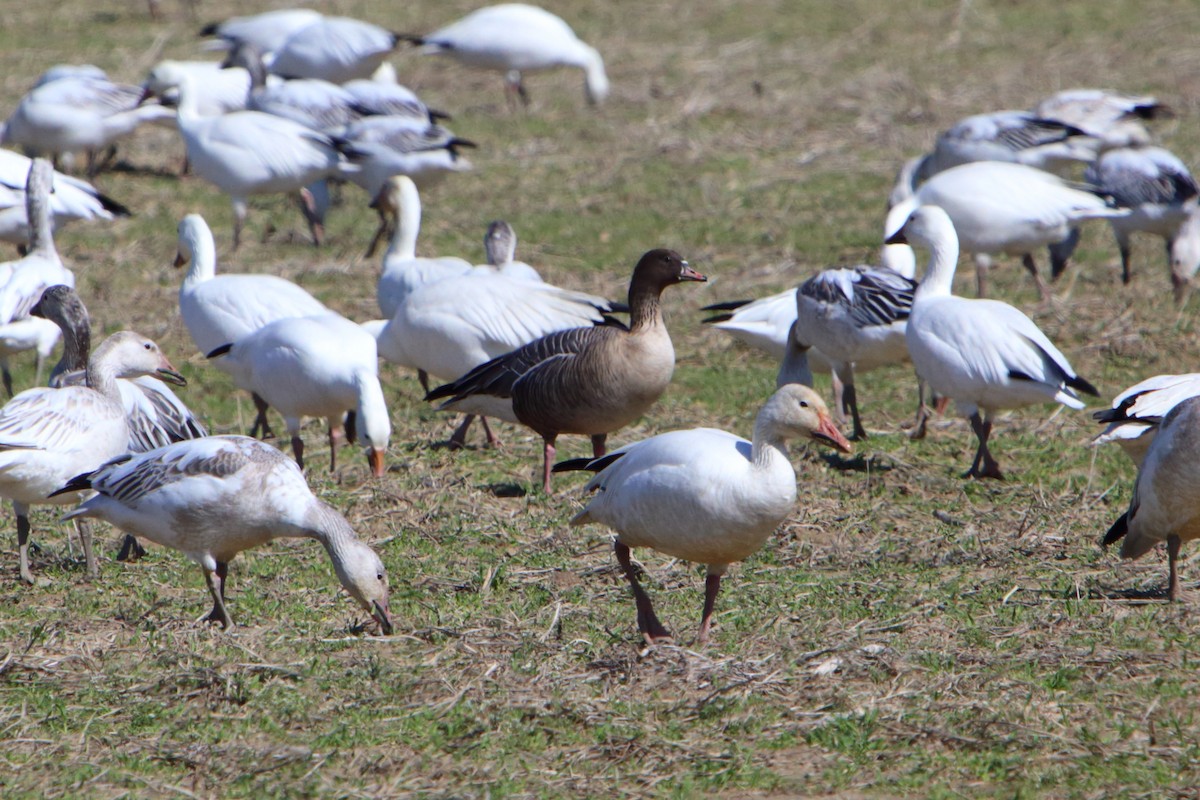 Pink-footed Goose - ML615552472