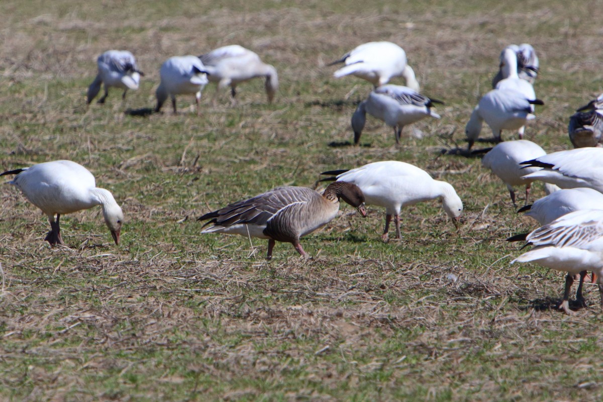 Pink-footed Goose - ML615552473