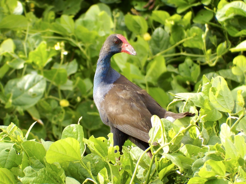 Australasian Swamphen - ML615552573