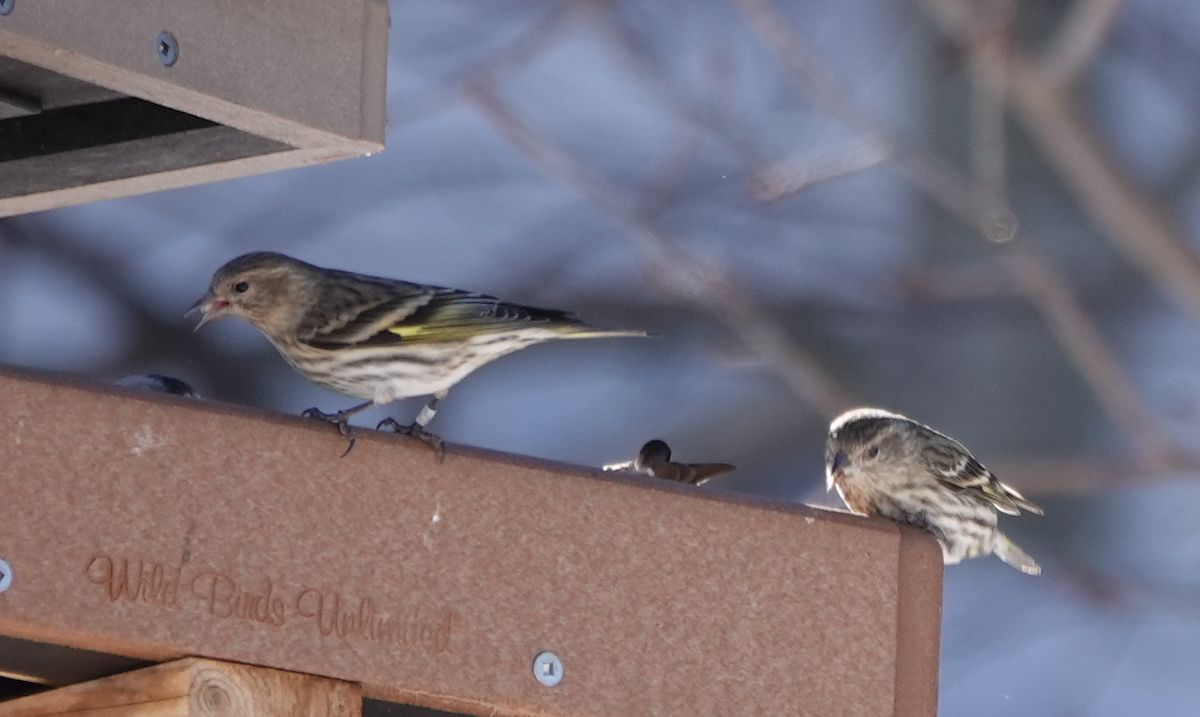 Pine Siskin - William Boyes