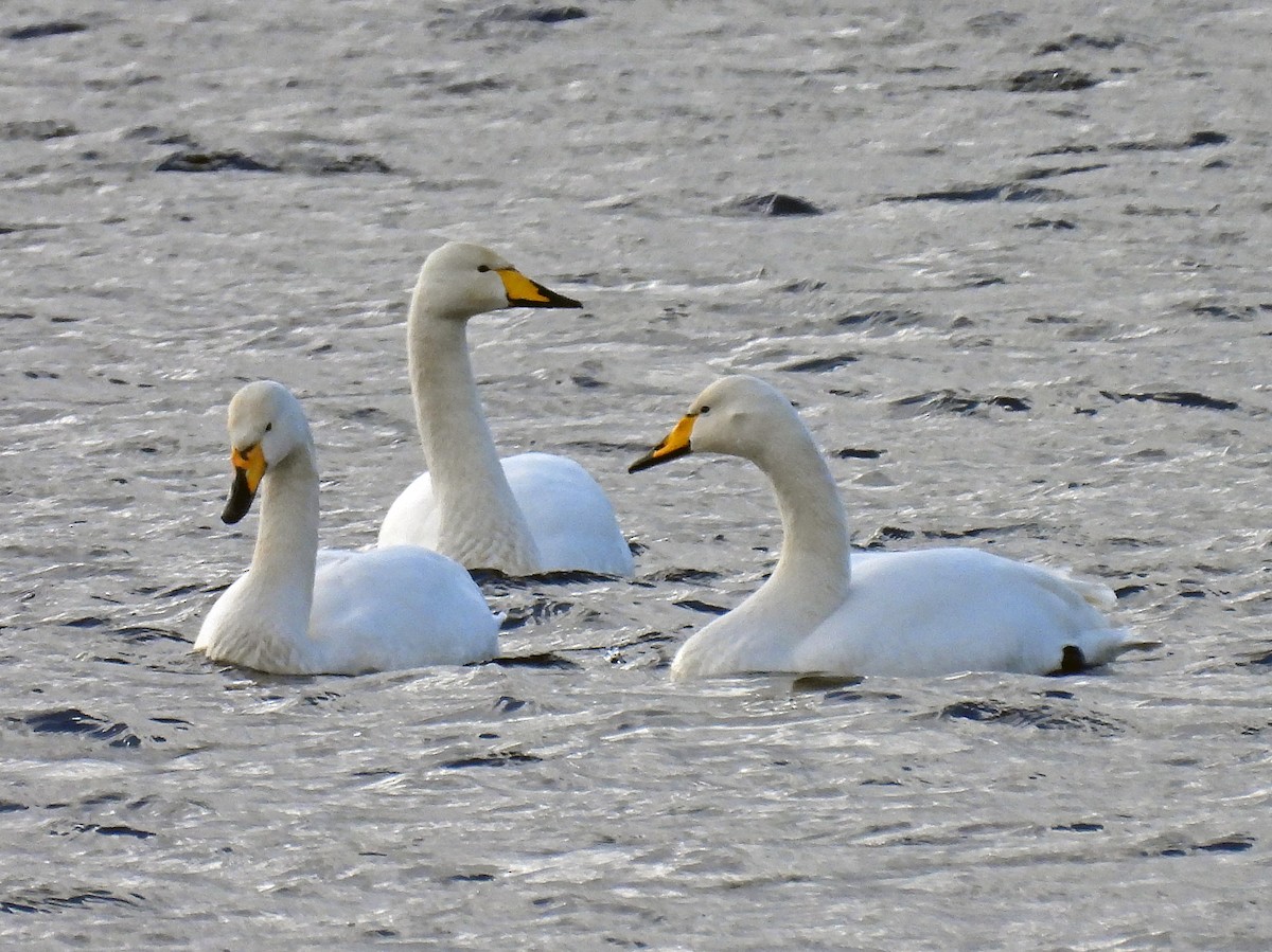 Whooper Swan - Simon Hitchen