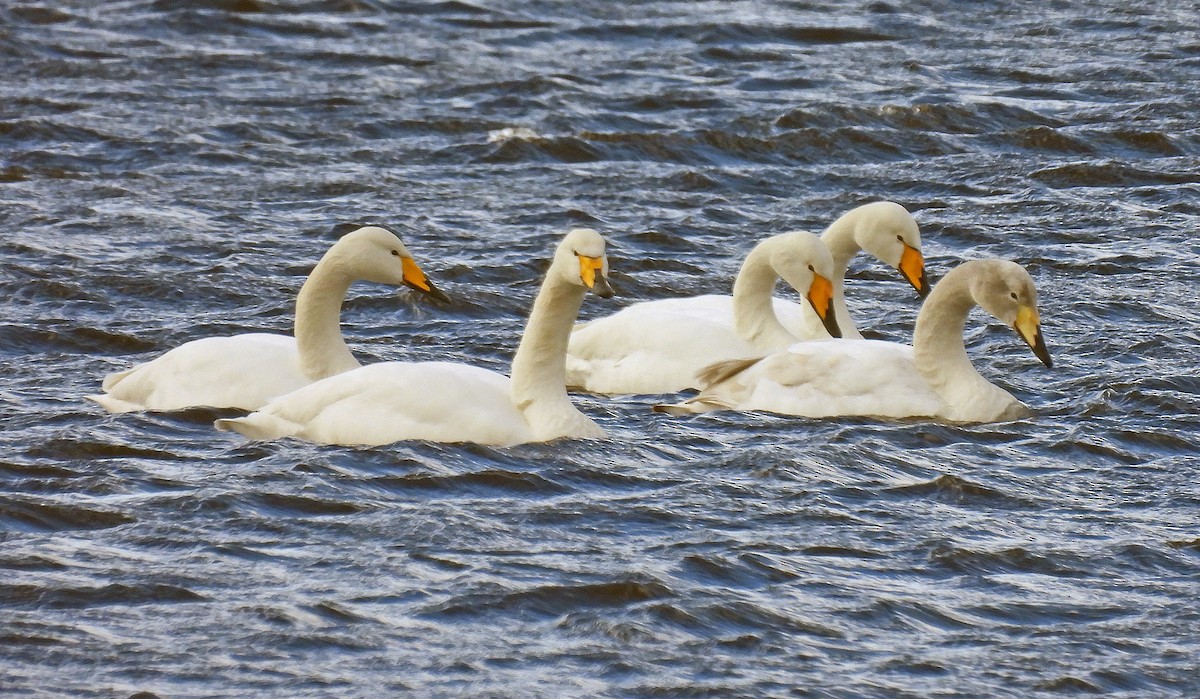 Cygne chanteur - ML615552616