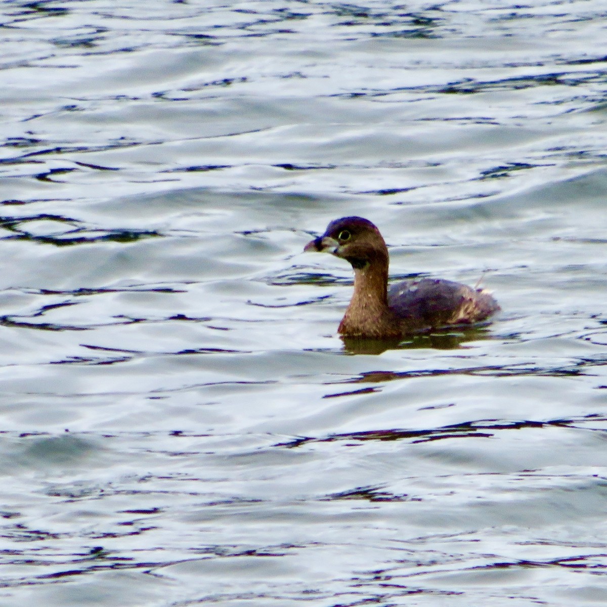 Pied-billed Grebe - ML615552620