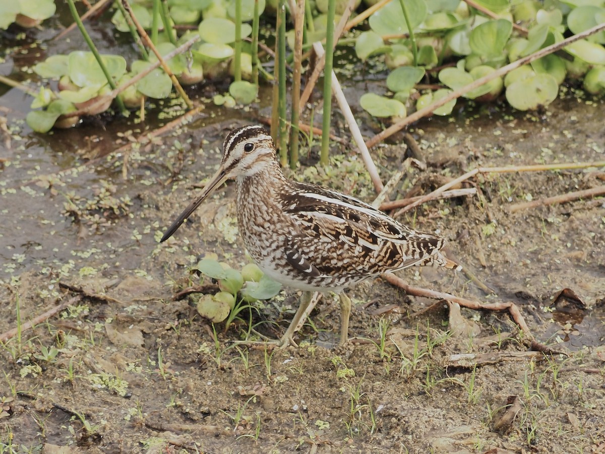 Wilson's Snipe - ML615552627