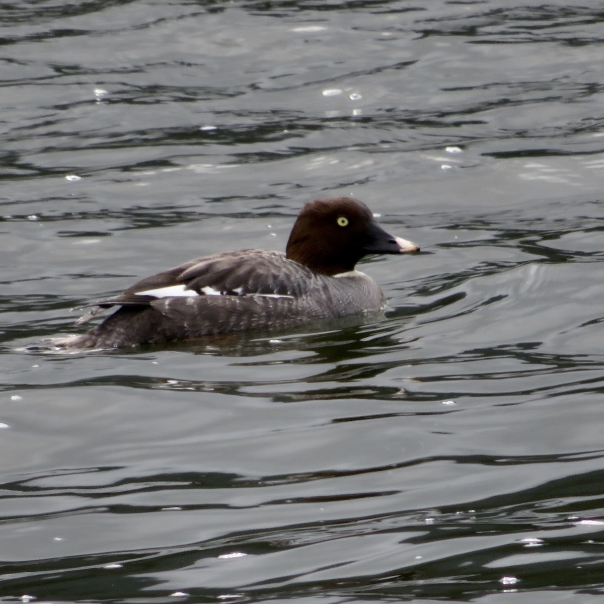 Common Goldeneye - ML615552631