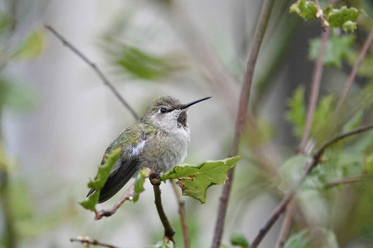 Anna's Hummingbird - yasuhiro kojima